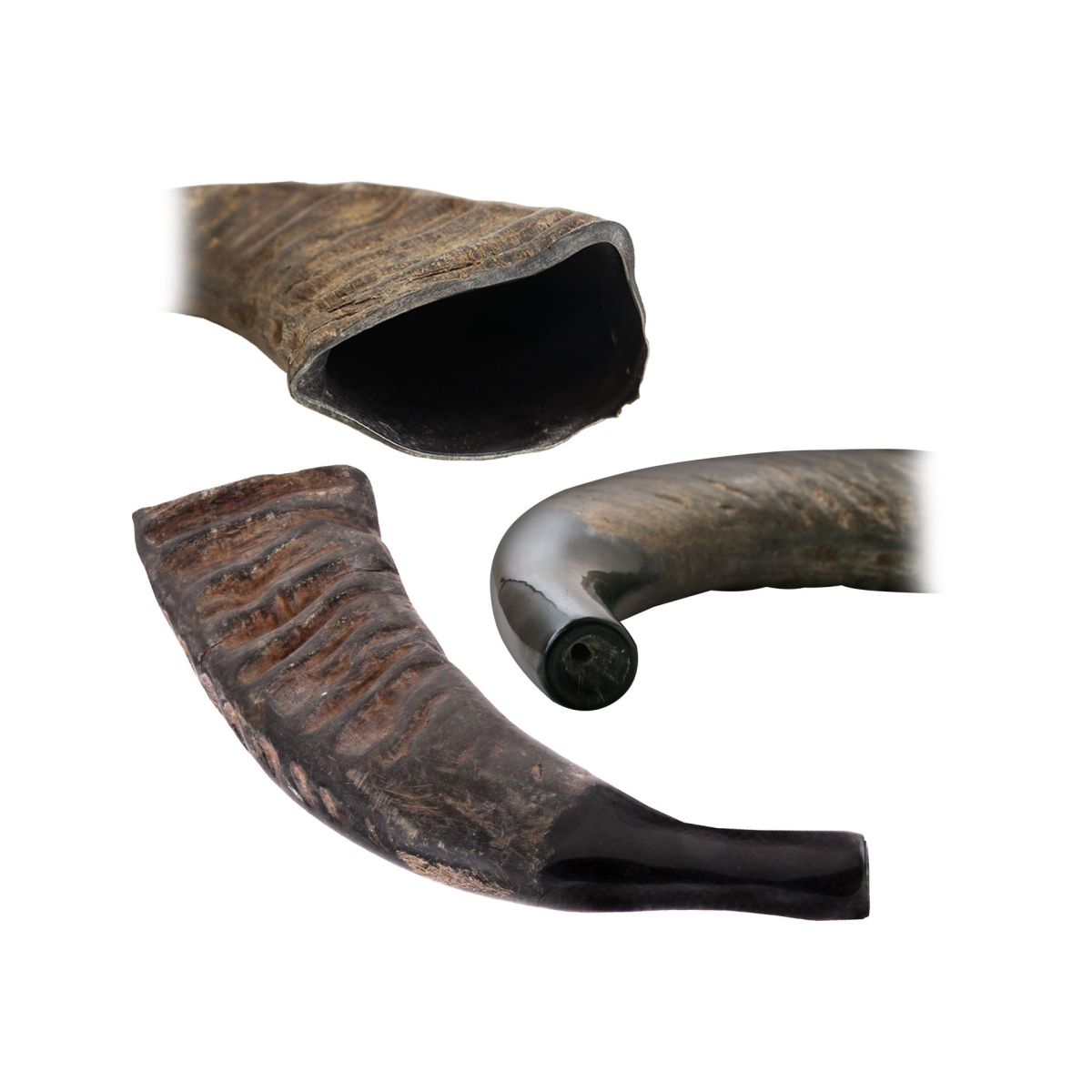 Přírodní buvolí roh (Buffalo) - Tuwa - Shofar - 43 cm